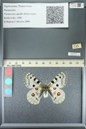 Media type: image;   Entomology 184686